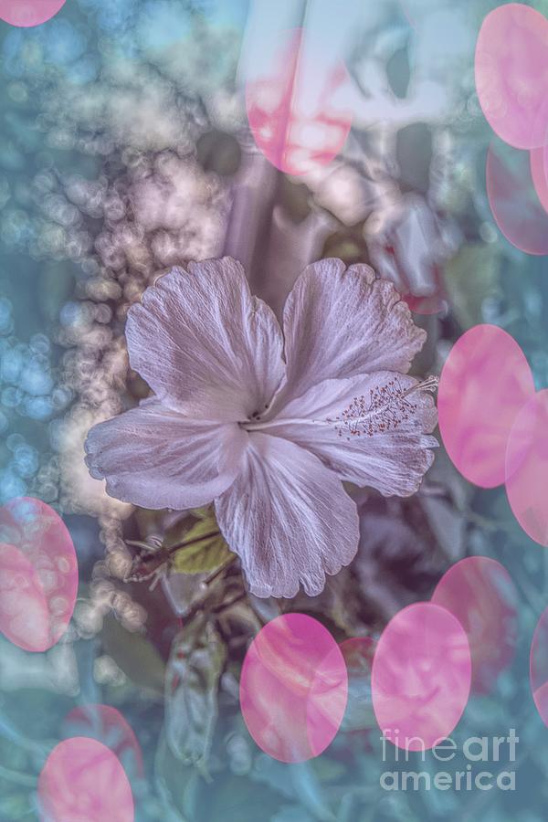 Hibiscus 5 Photograph by Elaine Teague