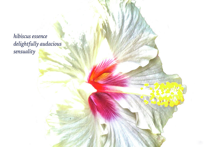 Hibiscus Essence Haiku  Photograph by Constantine Gregory