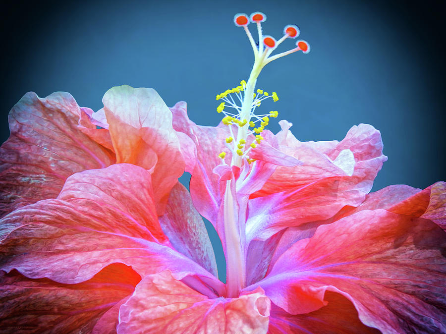 Hibiscus Flower Photograph by A H Kuusela