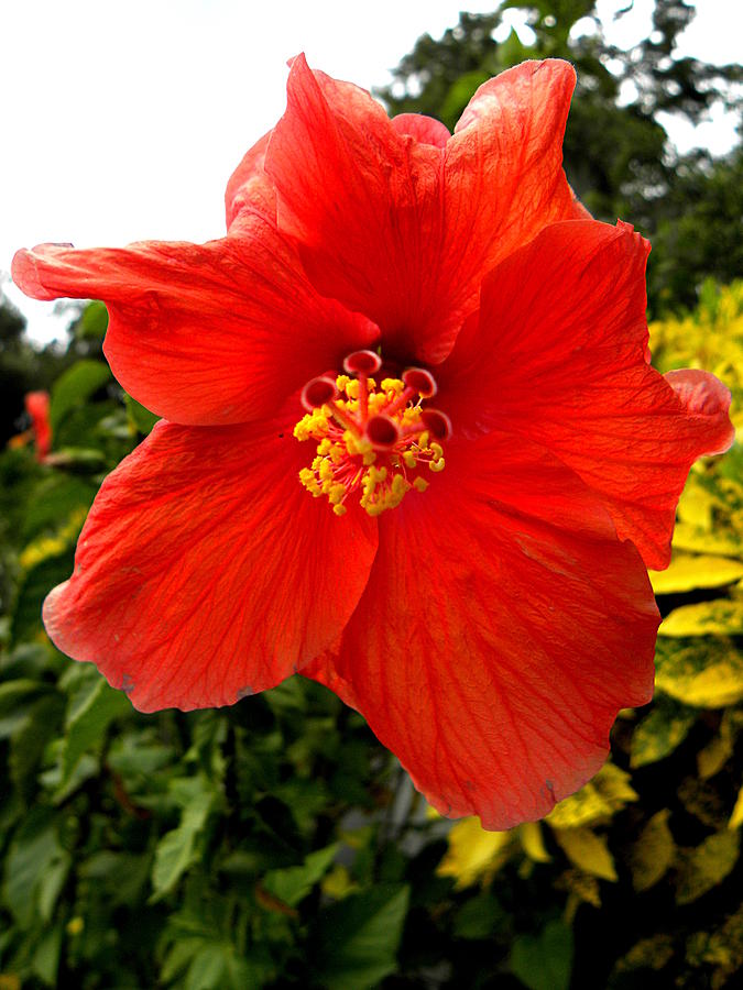 Hibiscus Flower  Photograph by Christopher Mercer