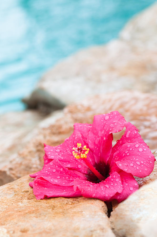 Nature Photograph - Hibiscus Flower by Amanda Elwell