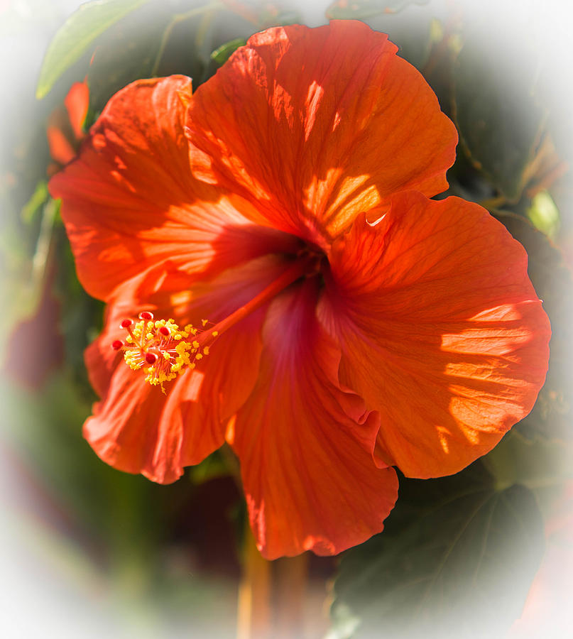 Hibiscus Flower Photograph by George Kenhan