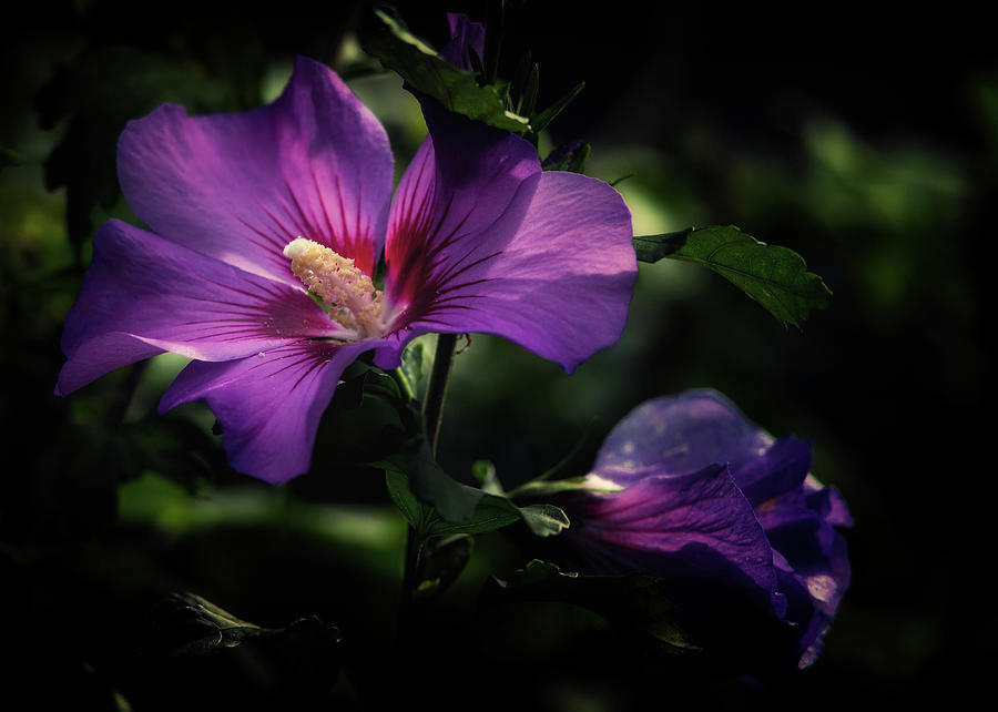 Nature Photograph - Hibiscus Flower by Hans Zimmer