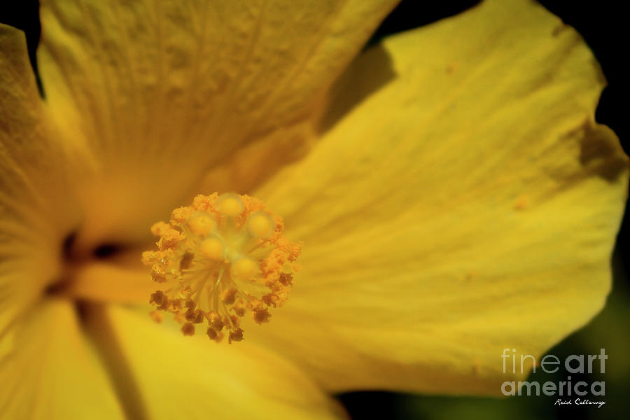 Hibiscus Flower Head Yellow Micro Art Photograph by Reid Callaway