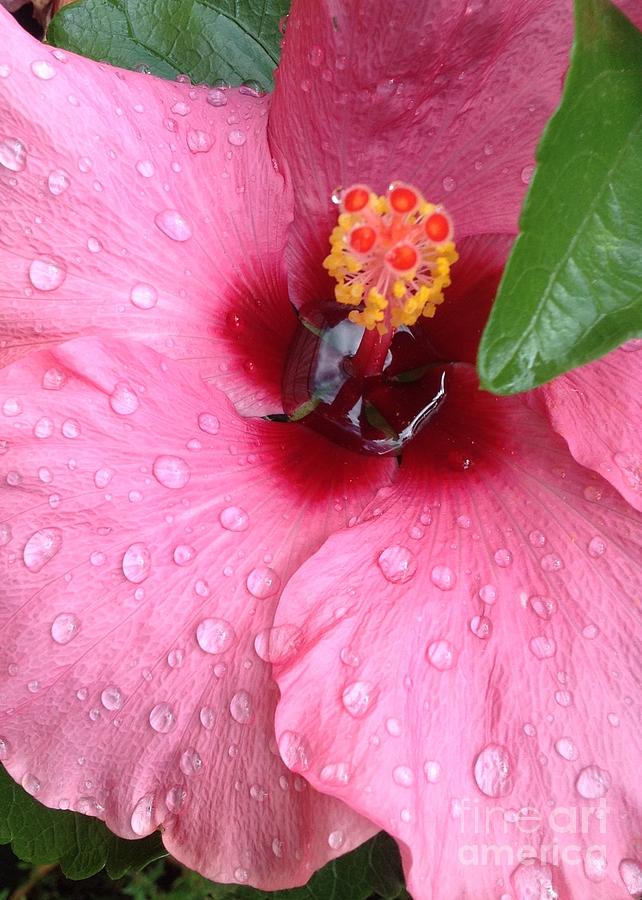 Hibiscus Flower in Pink and Raspberry  Photograph by By Divine Light