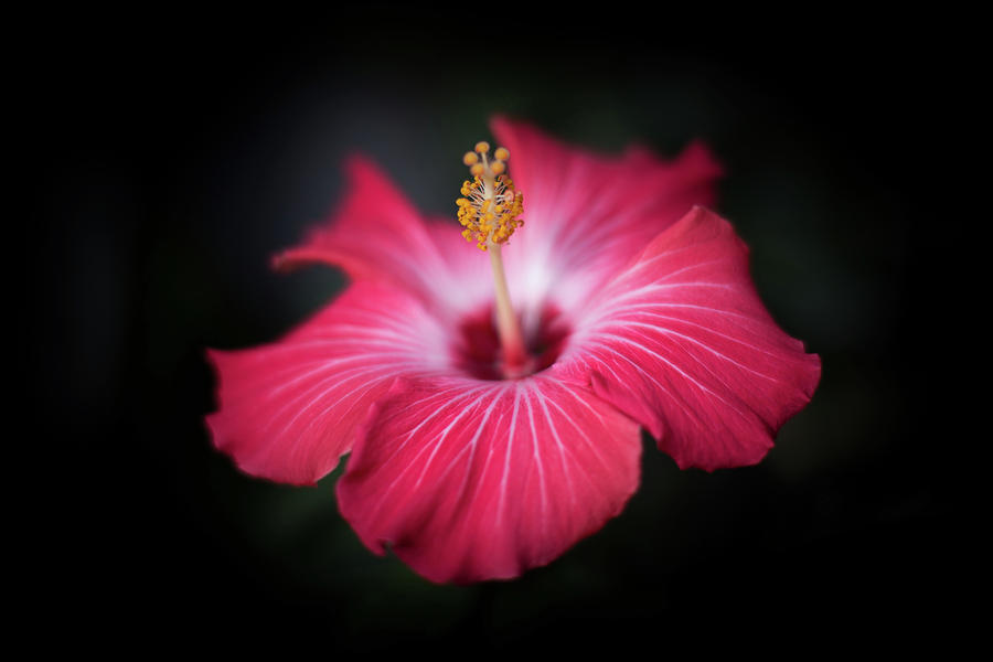 Hibiscus flower Photograph by Jakub Sisak