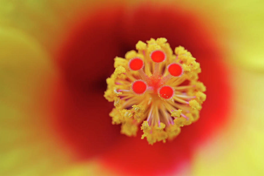 Abstract Photograph - Hibiscus Flower by Juergen Roth