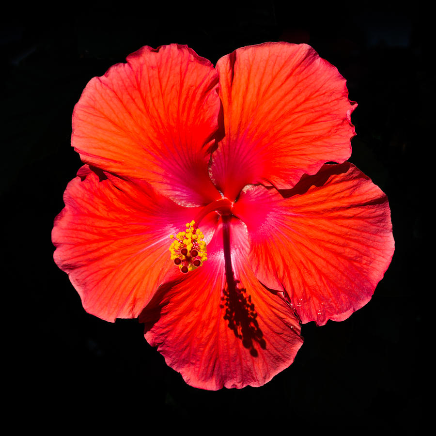 Hibiscus flower Photograph by Kenneth Cole