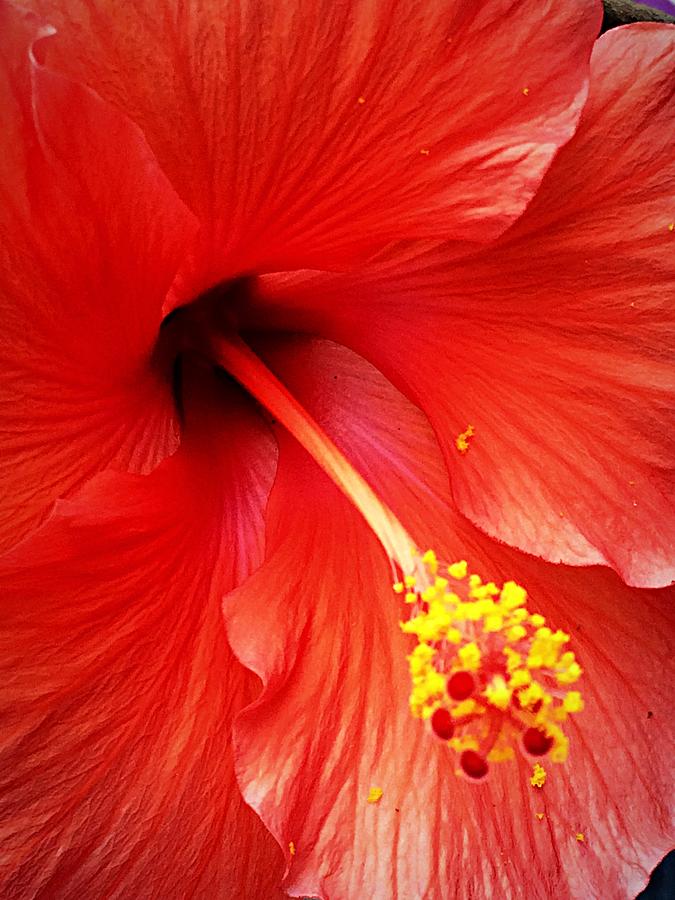 Hibiscus Flower Macro Photograph by Ellen Levinson