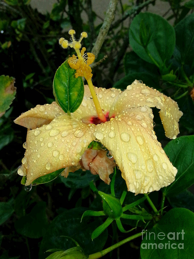 Hibiscus Flower Photograph by Michelle S White