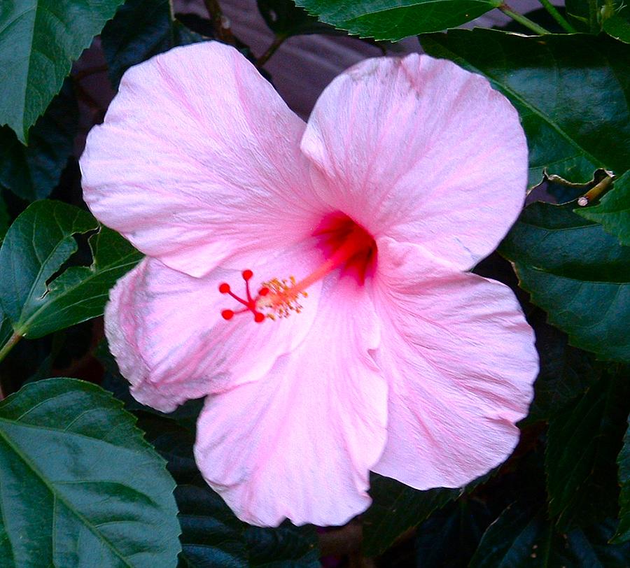 Hibiscus Flower Photograph by Mountain Femme - Pixels