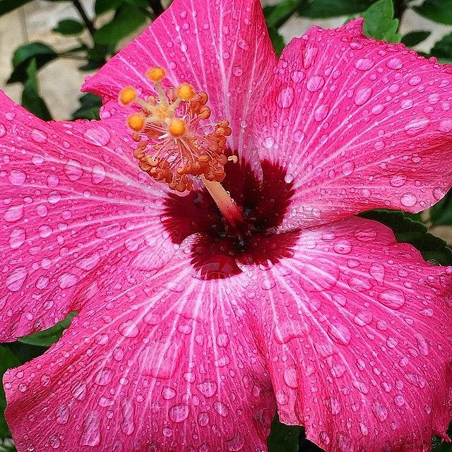 Flowers Still Life Photograph - Hibiscus #flower #pink #bloomingnow by Joan McCool