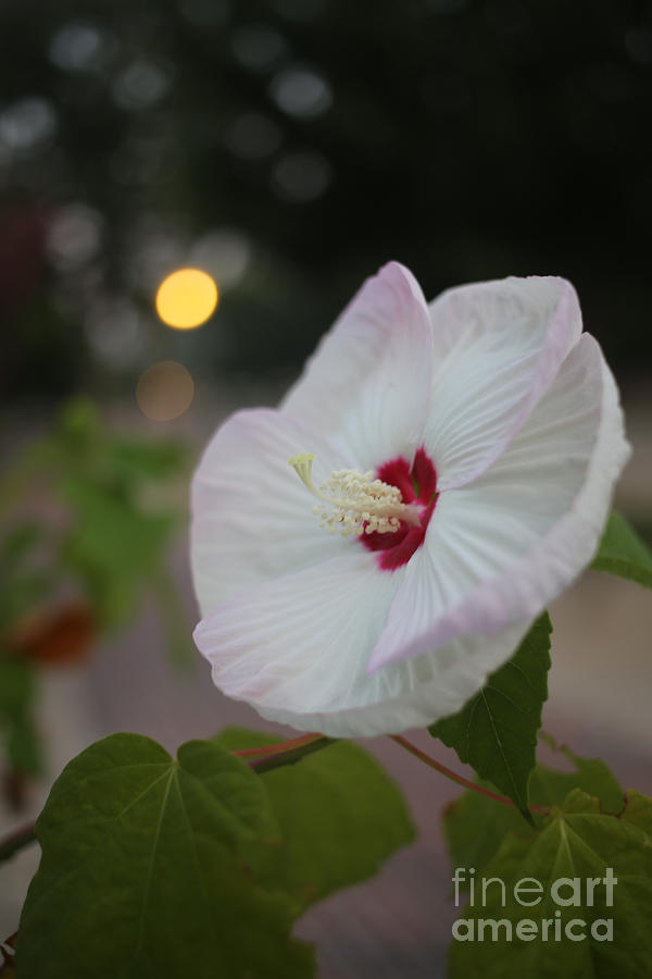 Hibiscus Flower Photograph by Rachel Morrison