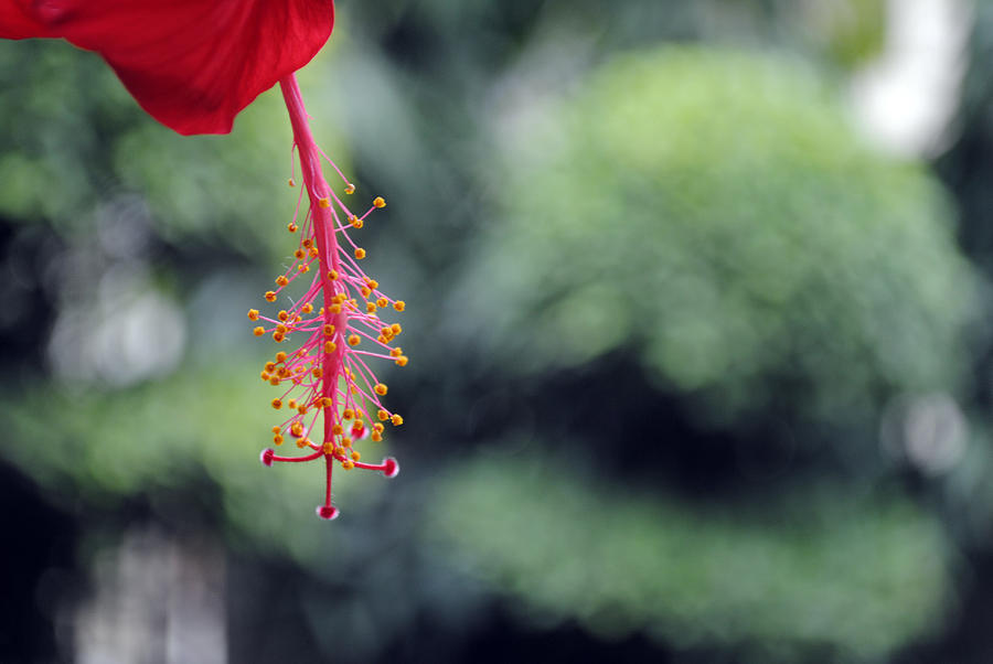 Hibiscus flower Photograph by Sumit Mehndiratta