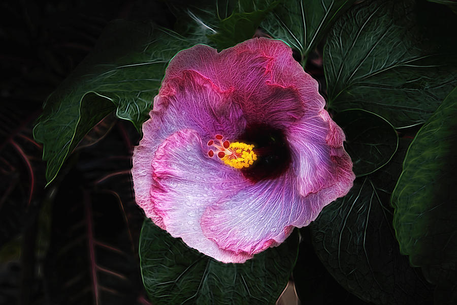 Flower Photograph - Hibiscus Flower by Tom Mc Nemar