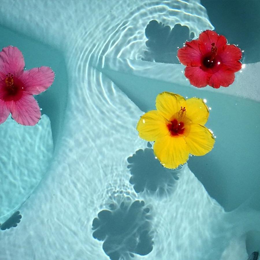 Flowers Still Life Photograph - Hibiscus Flowers Floating On Jacuzzi by Juan Silva