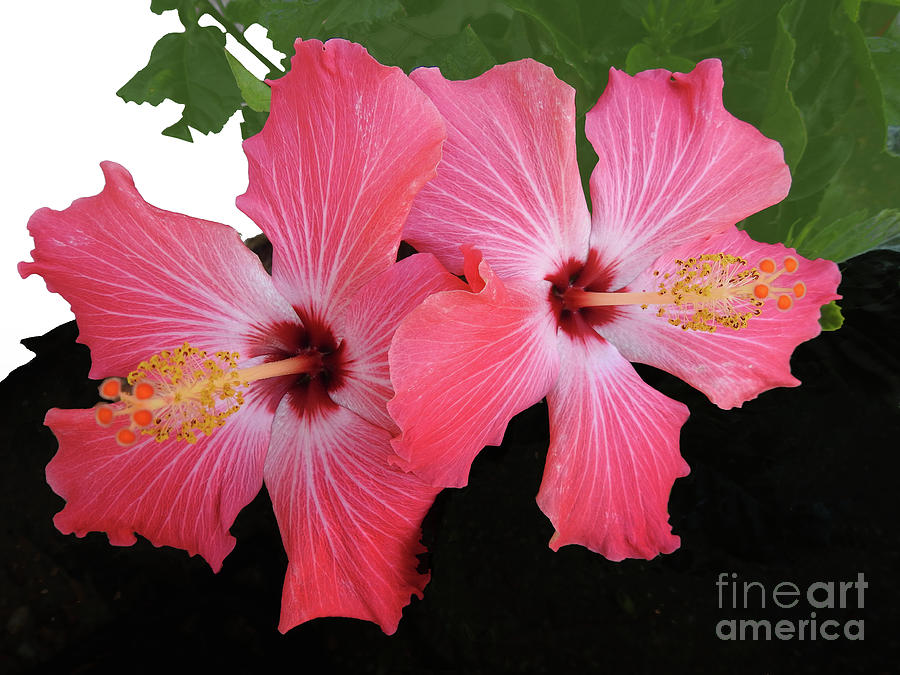 Hibiscus Flowers Photograph by Scott Cameron
