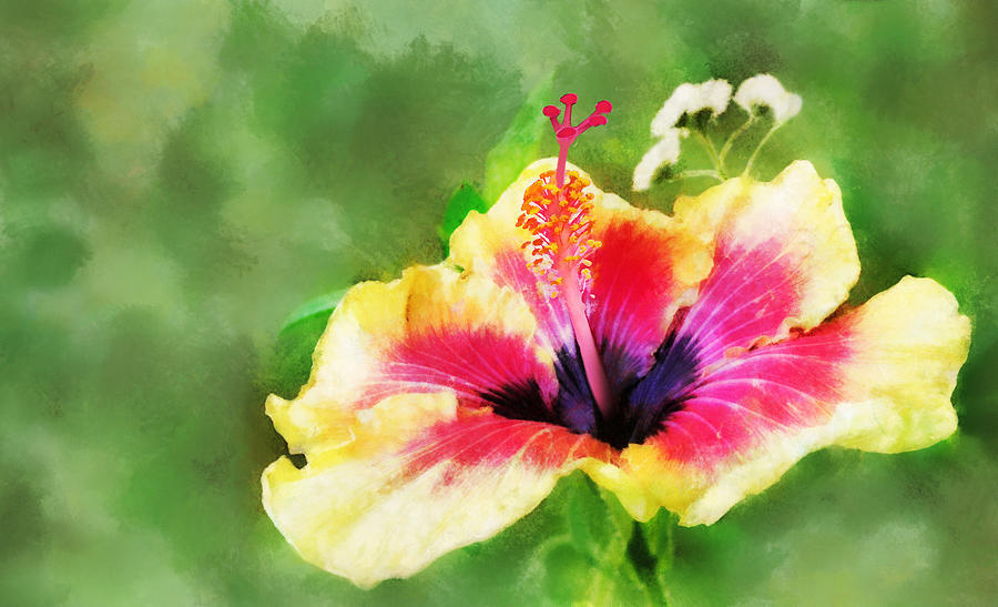 Hibiscus Digital Art by Frances Miller