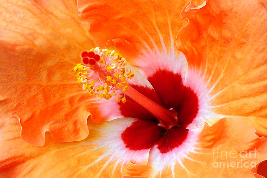 Hibiscus Photograph by Frank Wicker