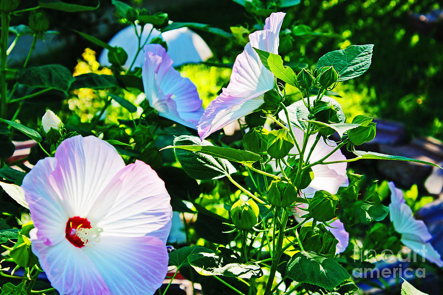 Nature Photograph - Hibiscus Garden by Don Baker