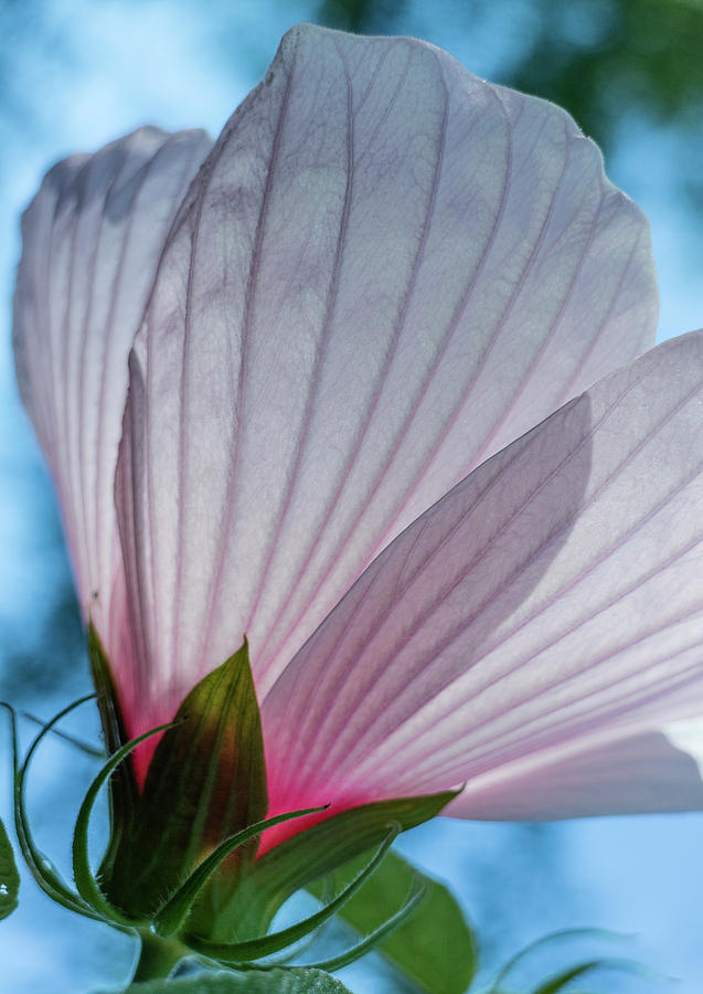 Hibiscus Photograph