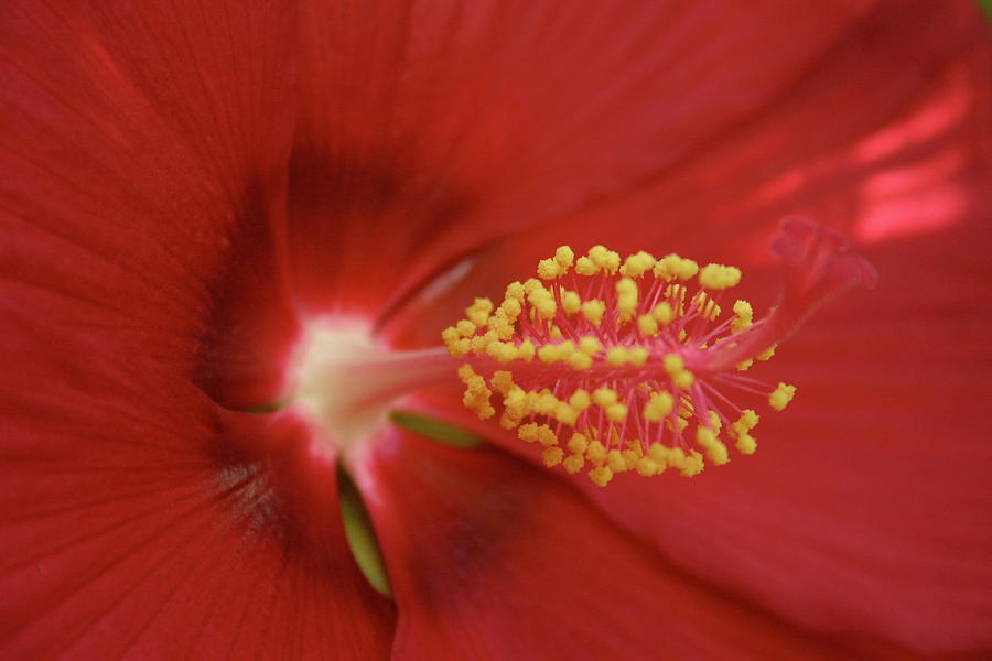 Hibiscus  Photograph by Gini Moore