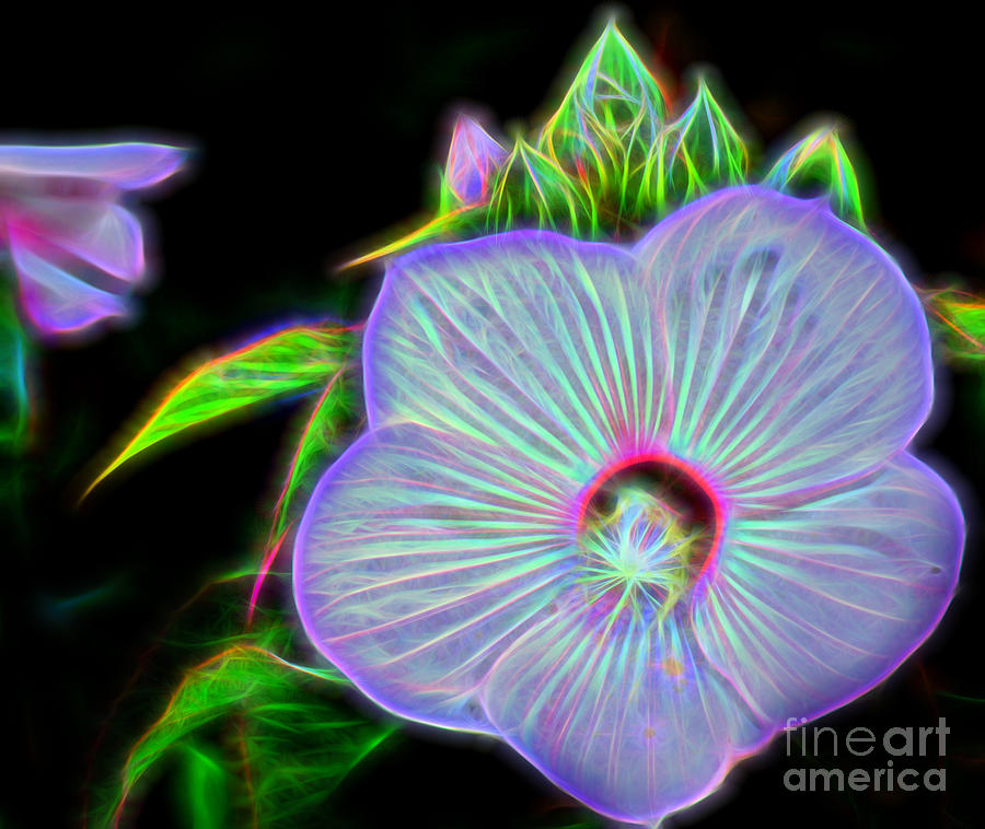 Flowers Still Life Photograph - Hibiscus Glow  by Kathy Liebrum Bailey