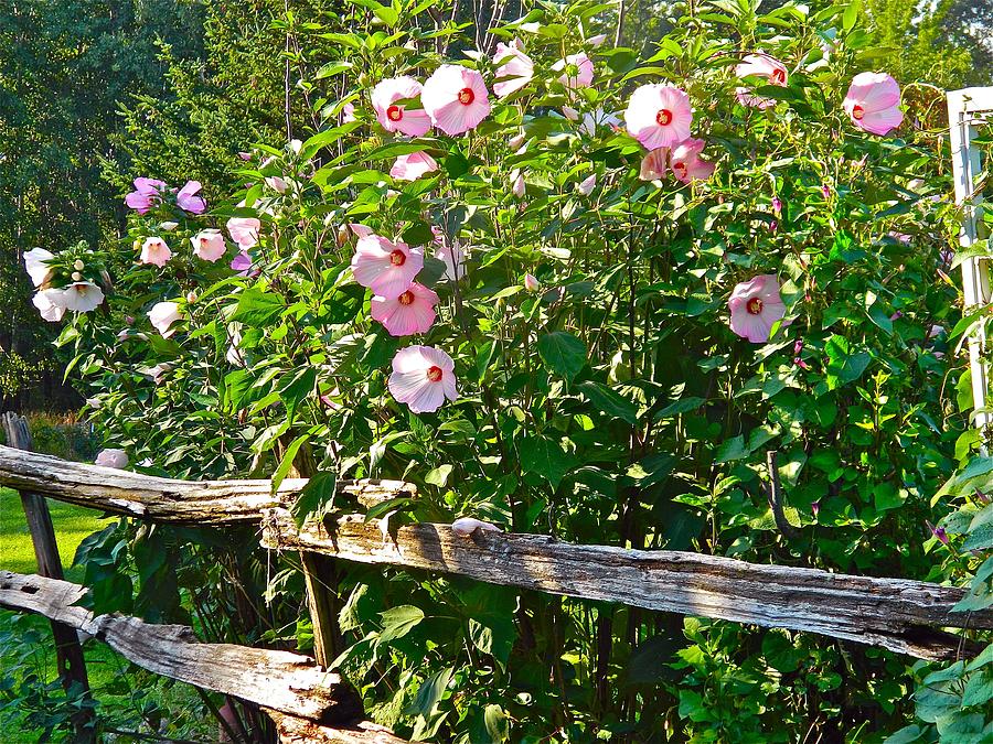 Hibiscus Hedge Photograph by Randy Rosenberger