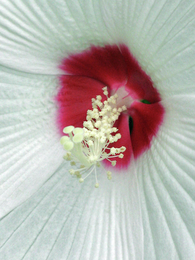 Hibiscus - Honeymoon White With Eye 02 Photograph by Pamela Critchlow