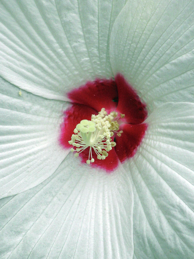 Hibiscus - Honeymoon White With Eye 05 Photograph by Pamela Critchlow