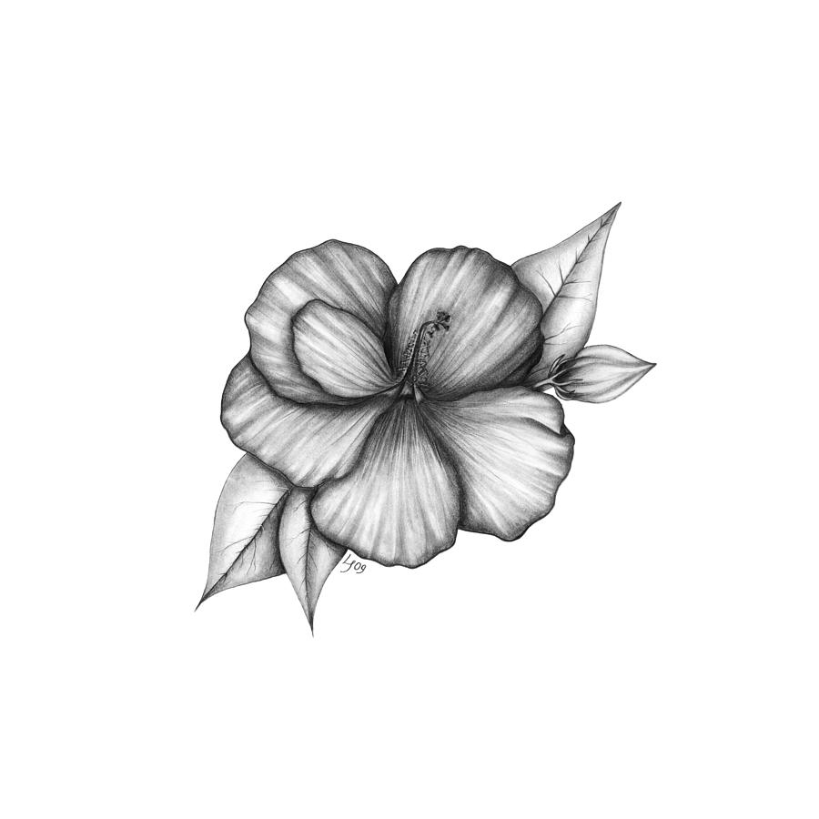 Summer Drawing - Hibiscus I by Laura Teti