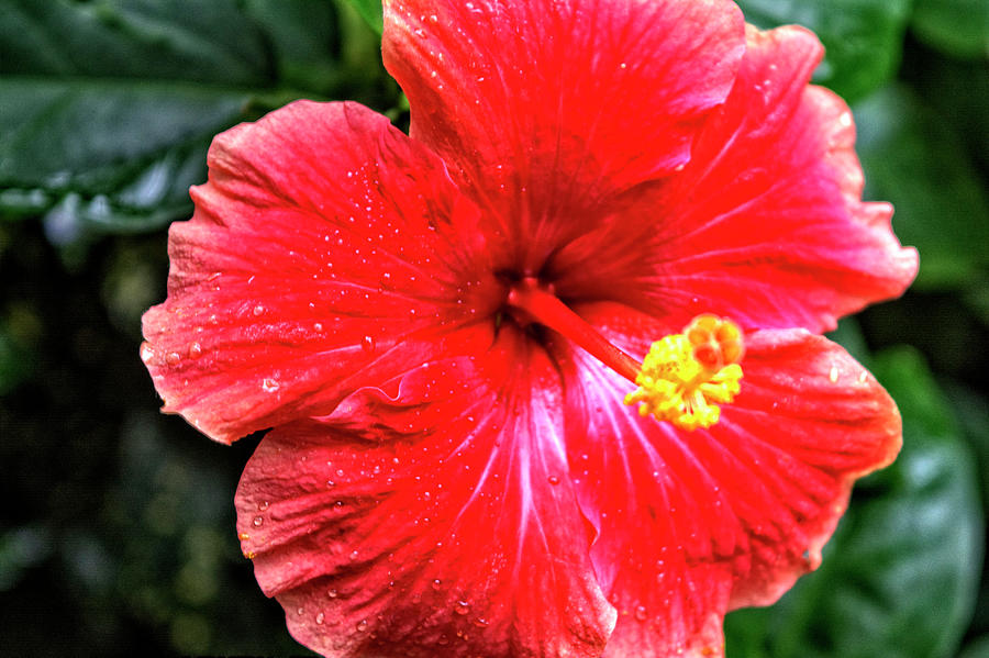 Hibiscus I Photograph by FineArtRoyal Joshua Mimbs