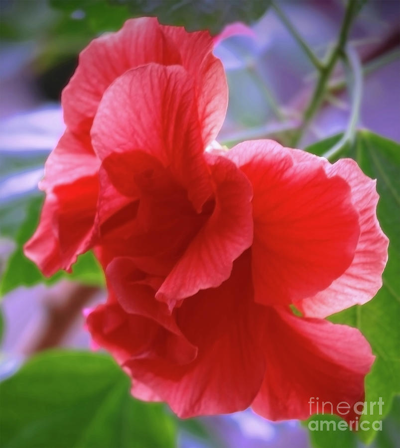 Hibiscus In Art Photograph by Jasna Dragun
