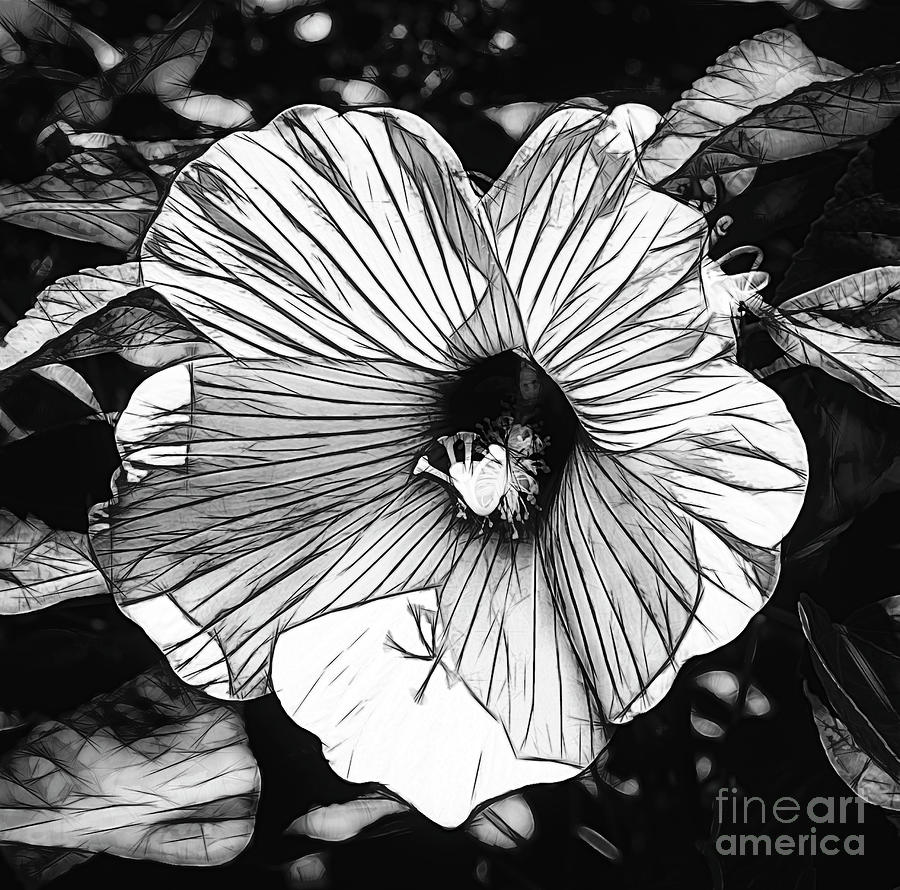 Hibiscus in Black and White Photograph by Luther Fine Art