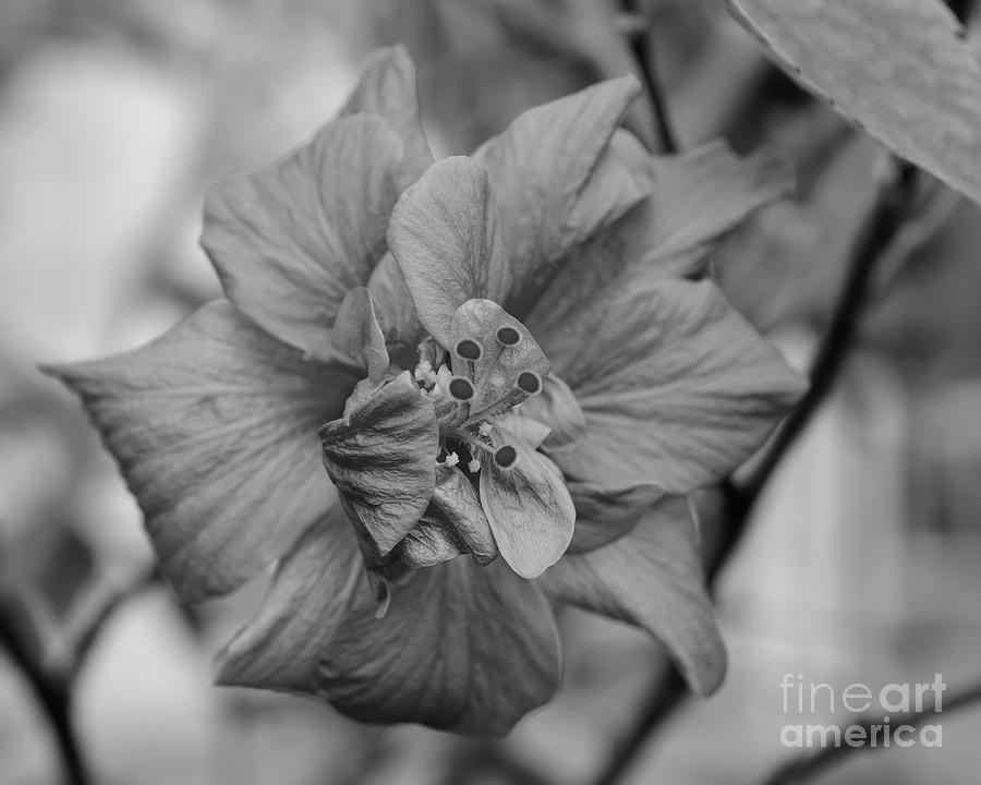 Hibiscus in Black and White Photograph by Olga Hamilton