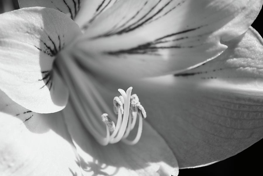 Hibiscus In Black n White Photograph by Florene Welebny