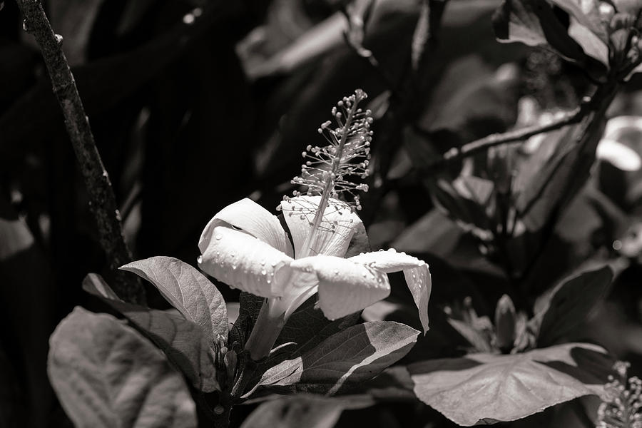 Hibiscus in BW Photograph by Jason Hughes