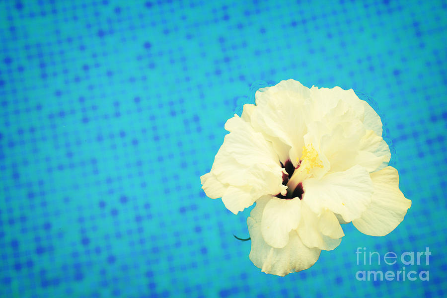 Hibiscus in Cool Water Photograph by Anastasy Yarmolovich