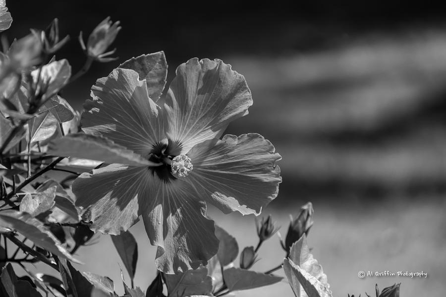 Hibiscus in Monochrome Photograph by Al Griffin