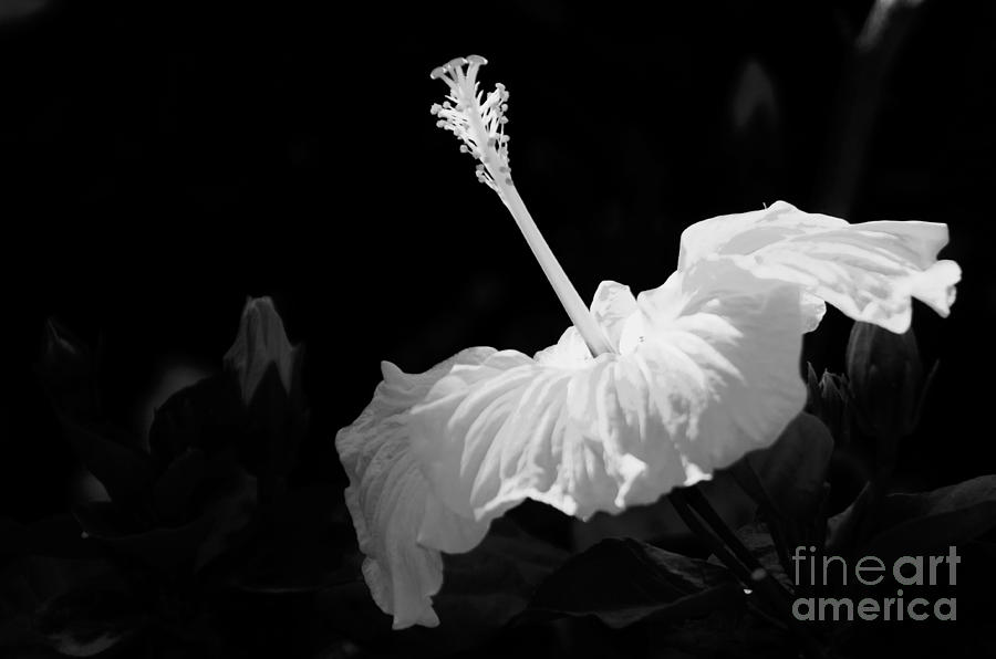 Nature Photograph - Hibiscus in Monochrome by Pravine Chester