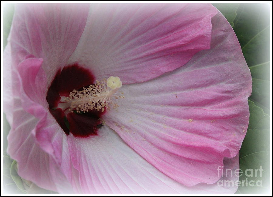 Hibiscus in Pink and White Photograph by Dora Sofia Caputo