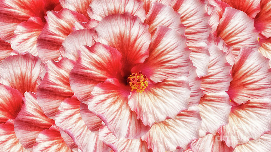 Hibiscus in Repeat Photograph by Frances Ann Hattier