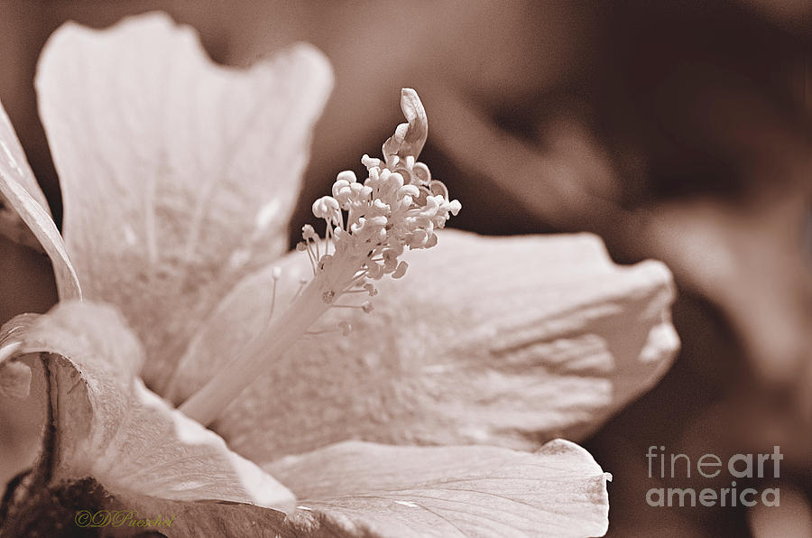 Hibiscus in Sepia Photograph by Debby Pueschel