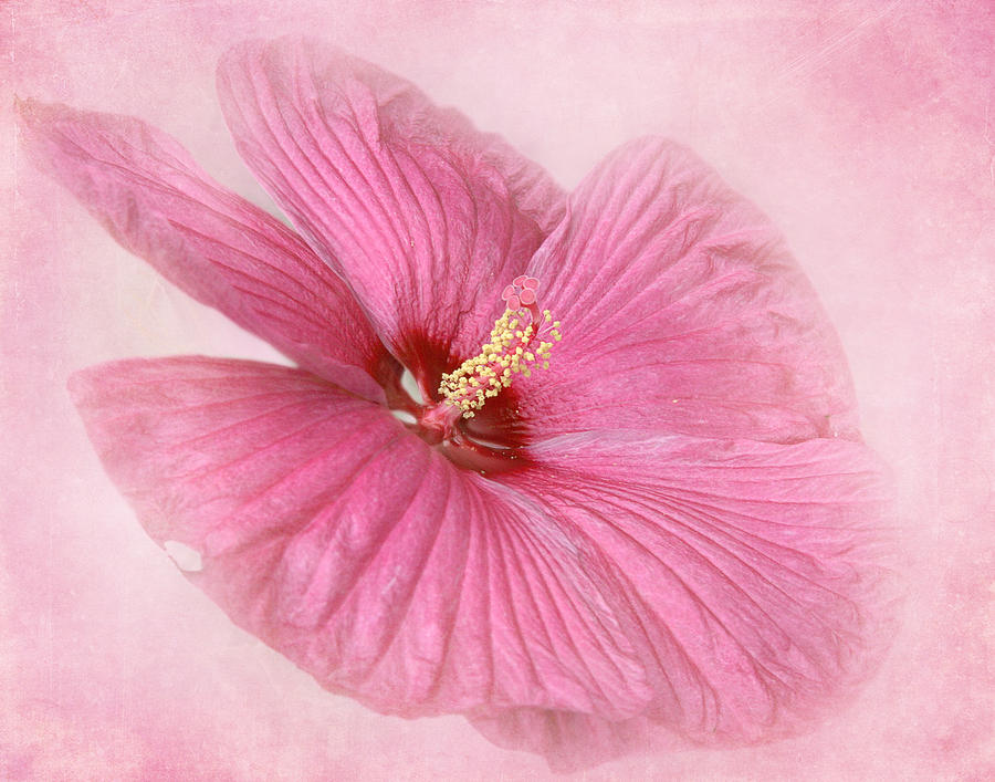 Hibiscus in the Pink				 Photograph by David and Carol Kelly