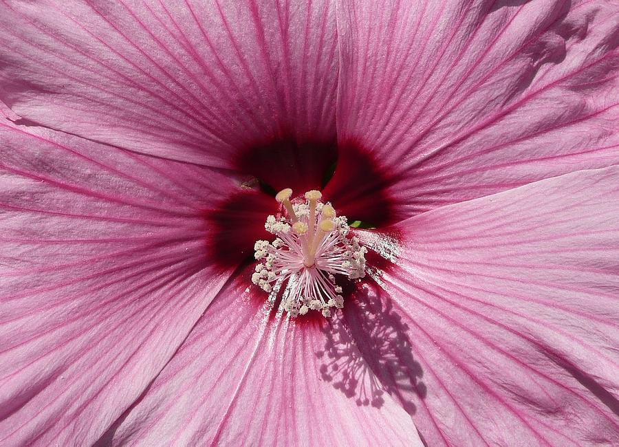Hibiscus in the Pink Photograph by Lori Seaman