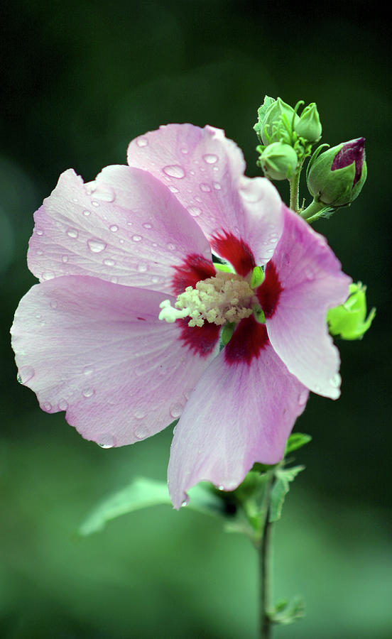Hibiscus in the Rain 3066 H_2 Photograph by Steven Ward