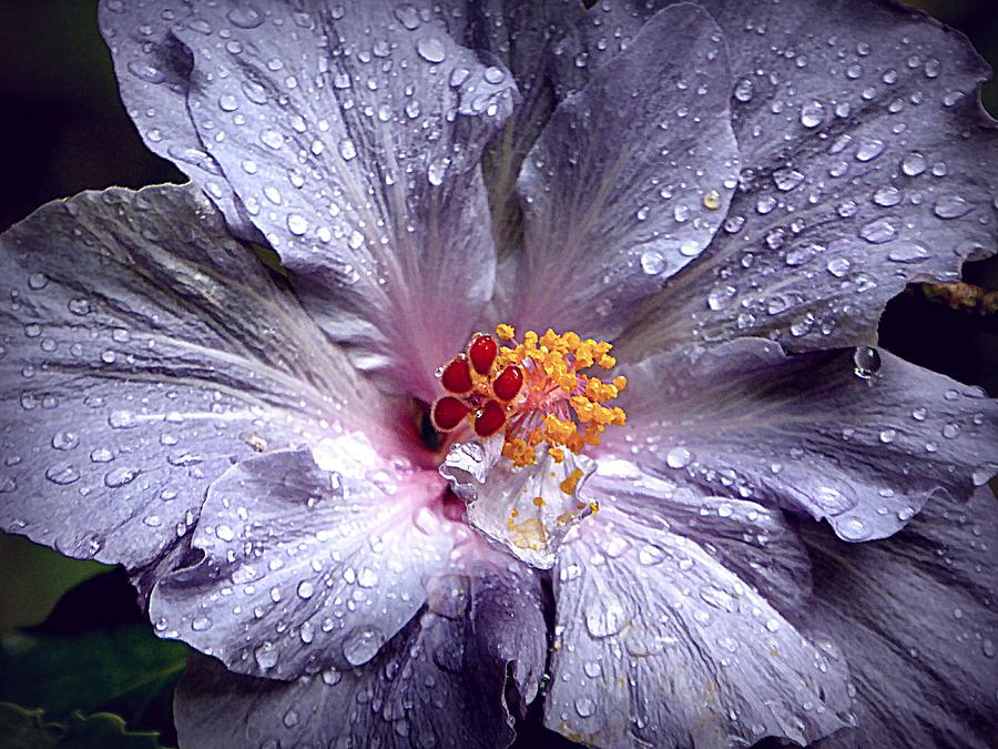 Hibiscus in the Rain Photograph by Lori Seaman