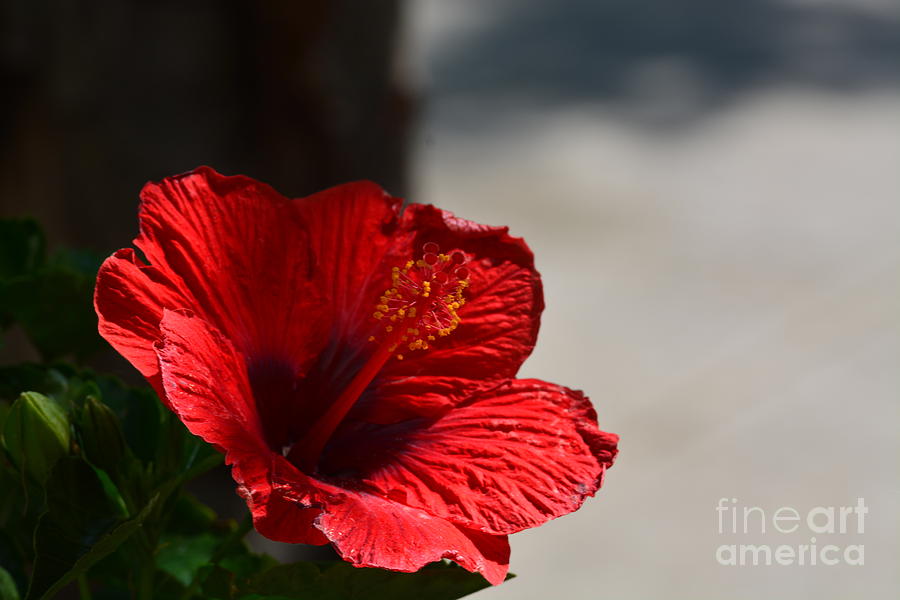 Hibiscus in the Shadows Photograph by Maria Urso