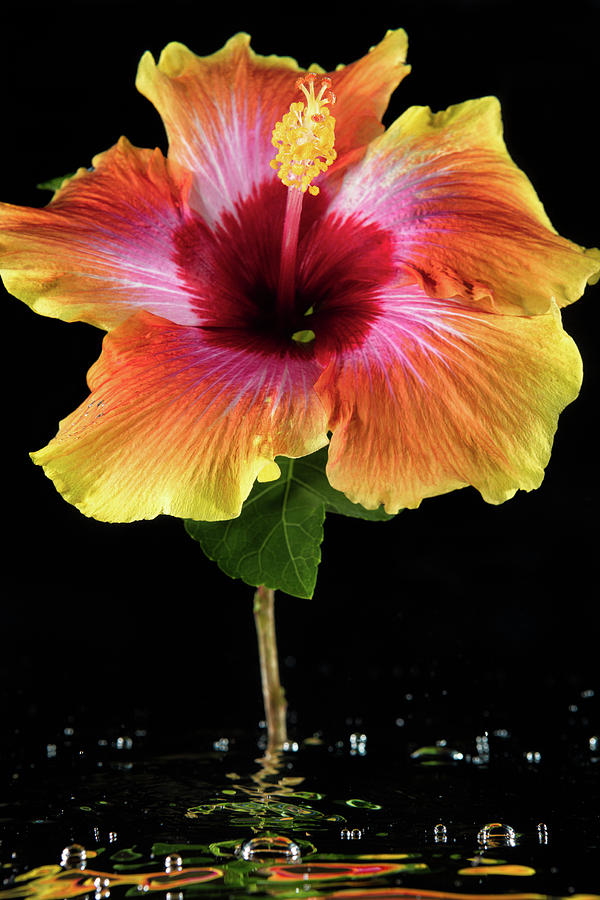 Hibiscus in Water Photograph by Susan Pantuso