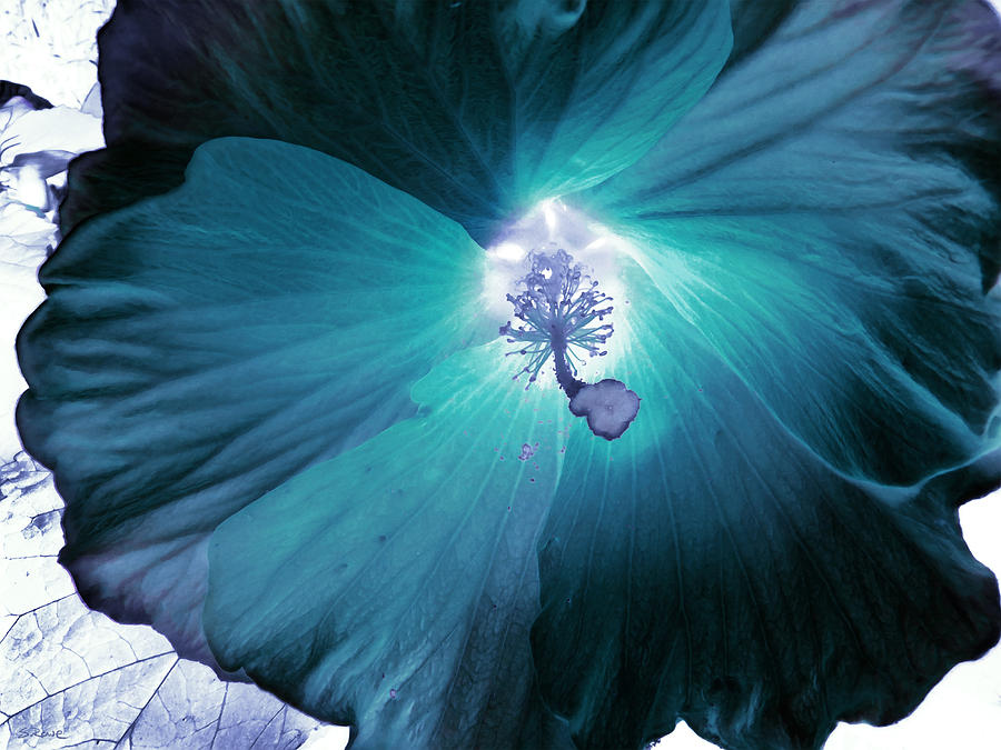 Hibiscus Inversion  Photograph by Shawna Rowe